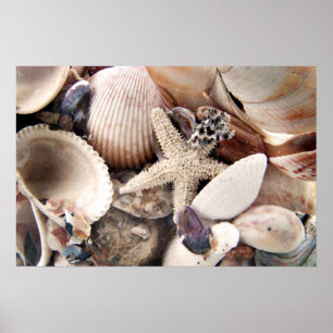 Zeeschelpen Poster