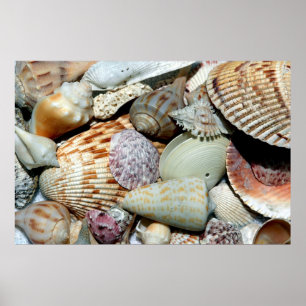 zeeschelpen poster