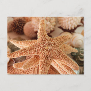 Zeeschelpen te koop Zihuatanejo, Mexico Briefkaart