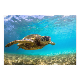 Zeeschildpad Foto Print Afdruk