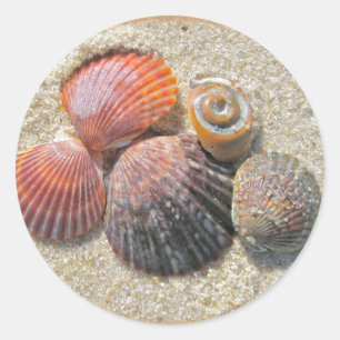 Zeeshells op de Coördinerende Punten van de Beach Ronde Sticker