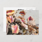 Zeeshells op de strand | Foto van Turks- en Caicos Briefkaart (Voorkant / Achterkant)