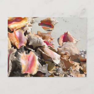 Zeeshells op de strand Foto van Turks- en Caicos Briefkaart