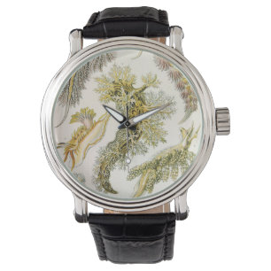Zeeslakken, Slakken door Ernst Haeckel, Oude Diere Horloge