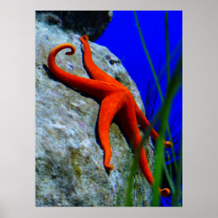 zeester-452926-HARDE RODE STARFISH FOTOGRAFIE Poster