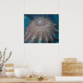Zeester Fotografie Poster (Keuken)