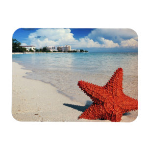 Zeester, Nassau, Bahama's Magneet