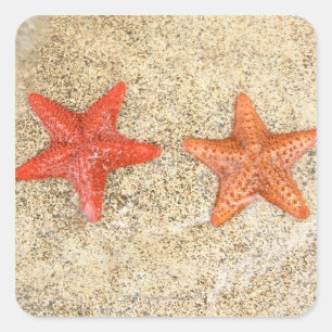 zeester op het strand aan de rand van de oceaan vierkante sticker