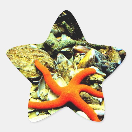 Zeester op ster sticker (Voorkant)