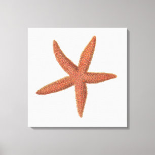 Zeester - Sherman Denton Fish Lithograph Canvas Afdruk