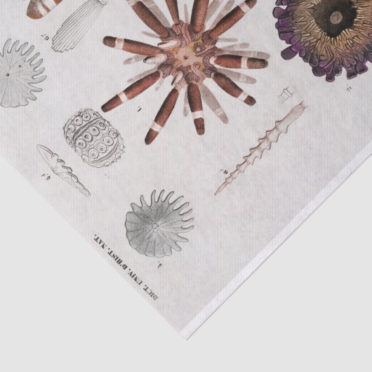  zeester tissuepapier (Detail)