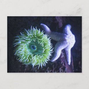 Zeesterren en anemoon briefkaart