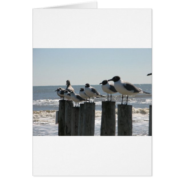 ZEEVOGELS (Voorkant)