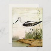  zeevogels, zeevogels (Voorkant / Achterkant)