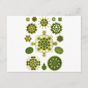 Zeewiergroen Briefkaart