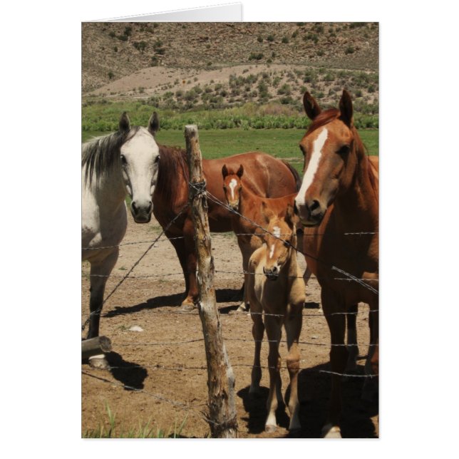 Zeg Cheese...... (Voorkant)