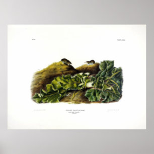 Zeg de kleinste winkels, of de Noord-Amerikaanse M Poster