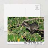 Zeg nee tegen Kopi Luwak Briefkaart (Voorkant / Achterkant)