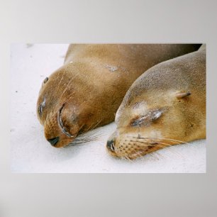 ZEGELS KOMEN DE ZONSHINE EN ELKAAR AAN DE ZIJDE POSTER