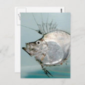 Zeidae Fish Briefkaart (Voorkant / Achterkant)