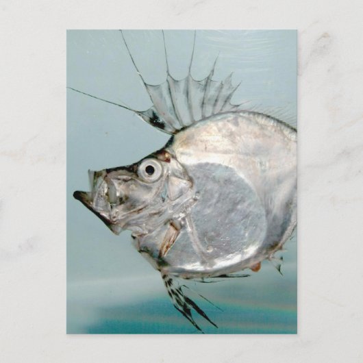 Zeidae Fish Briefkaart (Voorkant)