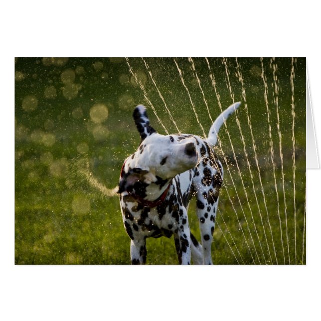 Zeke in Sprinkler (Voorkant Horizontaal)