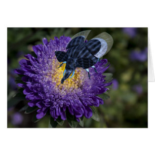 Zelden blauw olifant