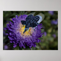 Zelden blauw olifant