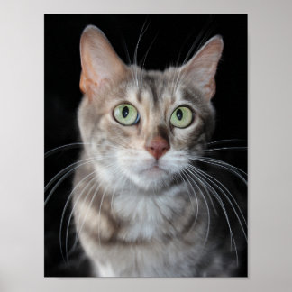Zelden blauwe, gemarmerde bengalige kat foto poster