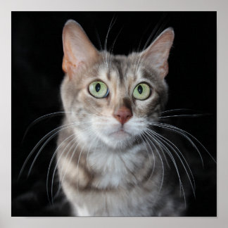 Zelden blauwe, gemarmerde bengalige kat foto poster