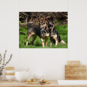 Zelden blauwe herders poster (Keuken)