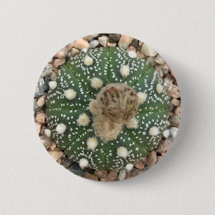 Zelden Groene Astrofytum Asterias Patrooncactus Ronde Button 5,7 Cm