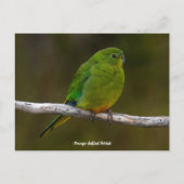 Zelden Oranje-bellied Parrot Bird Australië Briefkaart (Voorkant)
