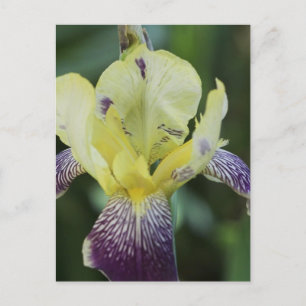 Zelden Orchid Briefkaart