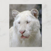 Zelden wit tijger Briefkaart (Voorkant)