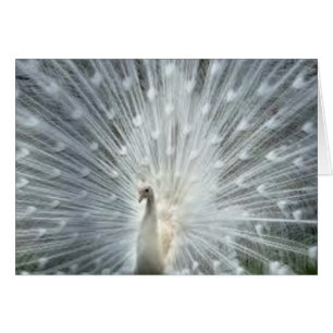 Zelden Witte Indische Blauwe Peacock