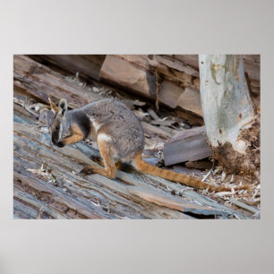 Zeldzame Geelvoetige Rock-wallaby Poster