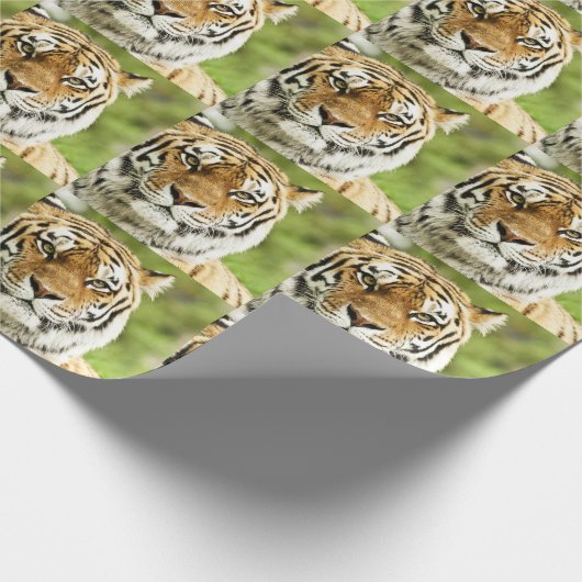 Zeldzame Siberische Tijger: Bedreigd Rust Cadeaupapier (Hoek)