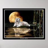 ZELDZAME WIT-TIGER EN MOON Art Prints & Posters (Voorkant)