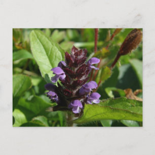 Zelfhelen, Medicinal Plant, Unalaska Island Briefkaart