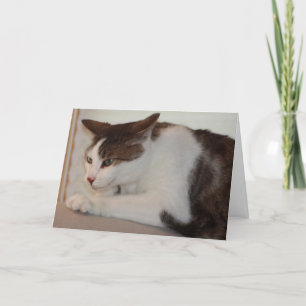 Zelfs kan een Goede Kat een Slechte Dag hebben! Kaart