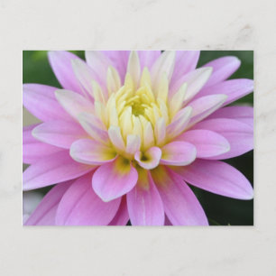 Zen Flower- Dahlia Briefkaart