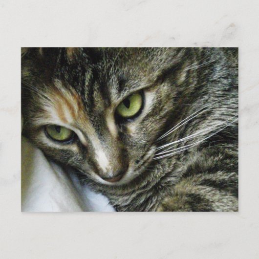 Zen Kitty Briefkaart (Voorkant)