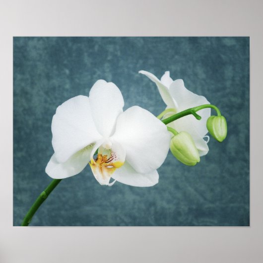 Zen White Orchid Poster (Voorkant)