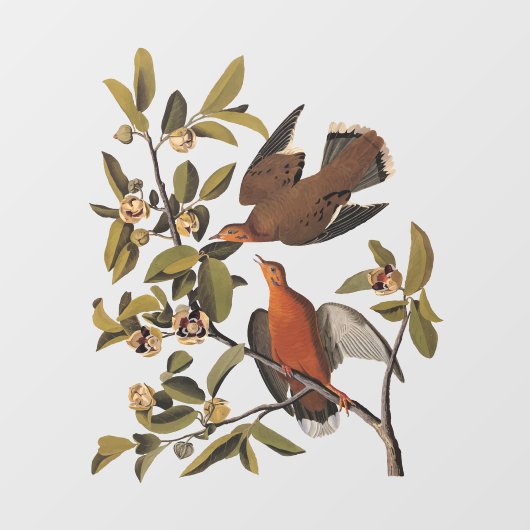 Zenaida-dove van Audubon op boomtak Raamsticker (Vel)