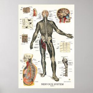 Zenuwstelsel Anatomie Poster 24 X 36