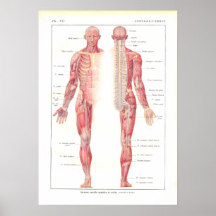 Zenuwstelsel Anatomie Poster in het Frans