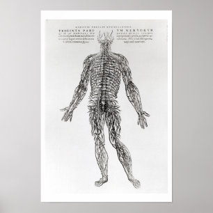 Zenuwstelsel (b/w druk) poster