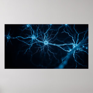 zenuwstelsel poster