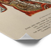 Zenuwstelsel Spinale kabel Nerves Anatomie Print (Hoek)